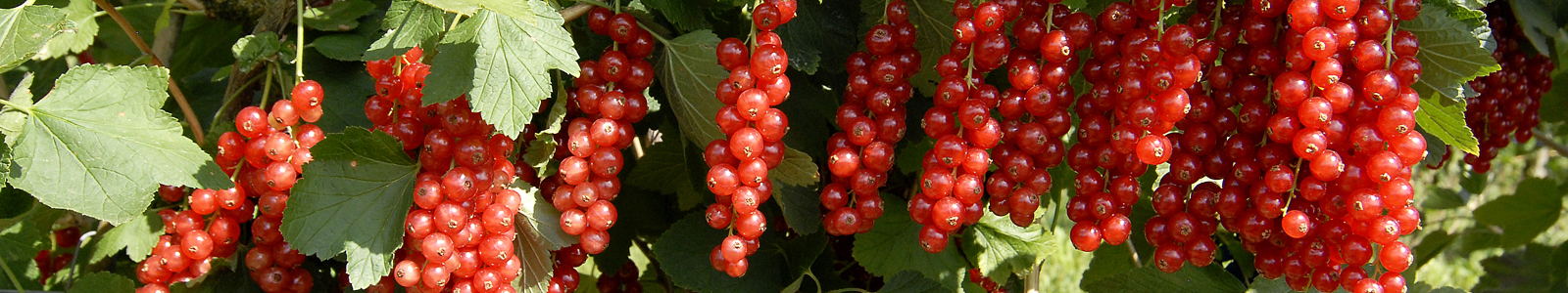 Rote Johannisbeeren am Strauch ©Feuerbach